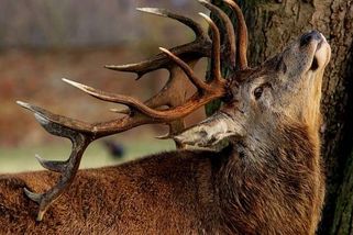 Slovák chtěl vyprostit jelena z plotu. Paroží mu probodlo nohu, vykrvácel