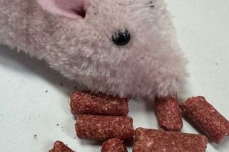 Konec nástrah na myši pro veřejnost? EU zvažuje omezení pouze pro profesionální deratizaci - Médium.cz