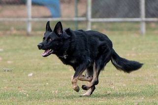 Řádí už i na Krumlovsku. Mapa ukazuje ohniska smrtelné nemoci pro psy a kočky