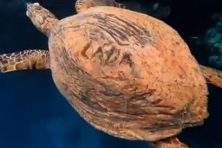 Čech v Egyptě poranil mořskou želvu. Vyryl jí jméno na krunýř - Novinky