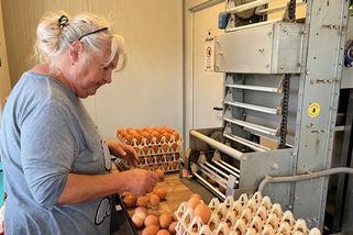 Žloutek do oranžova? Farmáři krmí slepice trávou, ty z velkochovu ji neznají - Novinky