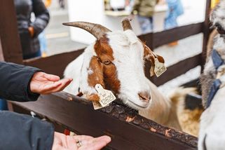 Dítě chtělo v zoo nakrmit kozu. To, co mu řekla ošetřovatelka, by nevymyslel ani scénárista - Médium.cz