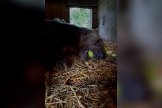 Ten je jako já. Medvěd Bubík boduje na internetu. Jen leží a žere jablka | Novinky.cz: Koktejl