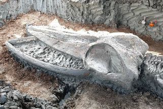 Fotky: Kostra tisíce let staré velryby může být vodítkem, kam vystoupá moře - Seznam Zprávy