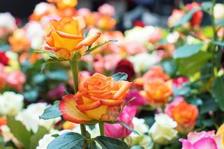 Prořežte po zimě růže. Odvděčí se vám záplavou květů - Novinky