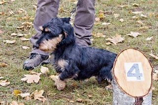 Konec pátrání po ztraceném jezevčíkovi. Našli ho u Kojetína