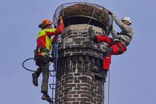 Na komíně u mladoboleslavského pivovaru je nové čapí hnízdo - Novinky
