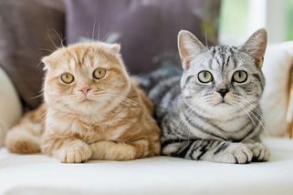 Není šelma jako šelma! Tento kvíz o kočkách zvládne jen opravdový expert