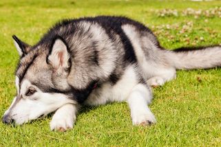 Čtyřletou dívku na Plzeňsku pes těžce zranil v obličeji před zraky rodičů. Nešťastná náhoda, uzavřela policie - Novinky