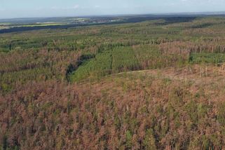Nastane bod zlomu a stromy neporostou, zjistil výzkum - Novinky