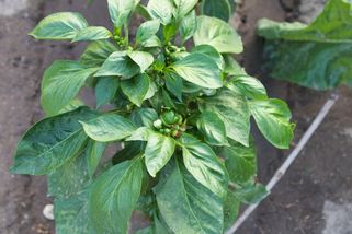 Papriky: Vysaďte k nim tuto bylinu, zlepší chuť plodů a ochrání je před škůdci