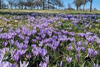 Modrofialová nádhera. V Lačnově rozkvetl vzácný šafrán - Novinky