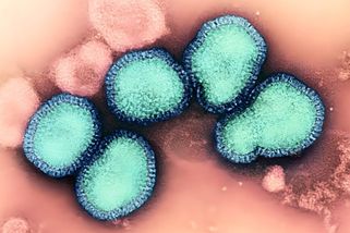 Chřipková sezona v Evropě začala dřív. Rychle se šíří nový podtyp viru - Novinky