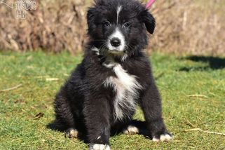 Na Českobudějovicku našli v chodbě uhynulou fenu. Štěňata živořila v malé kuchyni. - Novinky