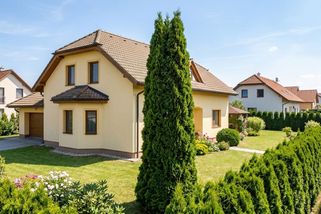 Túje poškozuje zahradu. Přesto se u nás stále vysazuje ve velkém