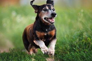 Život po boku psího seniora: Praktické rady, jak mu dopřát pohodlí i radost každý den - Proženy.cz