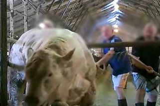 Veterinární správa podává trestní oznámení na jatka na Jičínsku kvůli týrání zvířat - Novinky