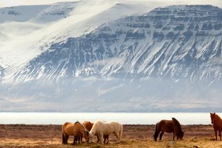 Na Islandu se poprvé objevili komáři