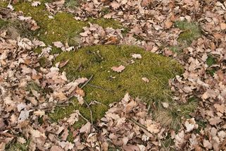 Mech v prosinci: proč právě teď začíná největší problém trávníku a co s ním