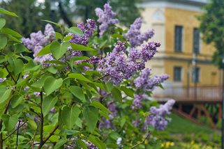 Poznatsvět | Málo známé zákazy v Česku: Stanování v přírodě, šeřík do vázy i sběr jablek u silnice