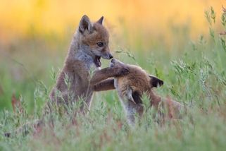 Norování lišek v době, kdy pečují o mláďata, je v Česku nově zakázáno. S platností od 1. dubna 2025 - Médium.cz