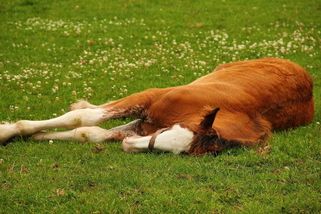 Není mrtvý, jen líný, vysvětluje majitelka vyděšeným lidem, proč její kůň pořád leží - Novinky