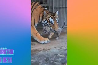 Máma tygřice chtěla odnést mládě zpět do pelechu. To se marně pokoušelo protestovat | Zvířátka na netu