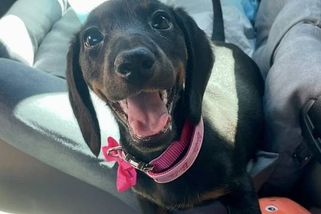 Malý tvor s obřím sebevědomím. Z drsného norníka se v Česku stal miláček rodin