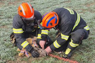 Záchrana v poslední chvíli rozhodla o osudu srny | hasici.cz