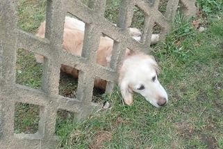 Nečekaná past proměnila obyčejnou chvíli v záchranný zásah | hasici.cz