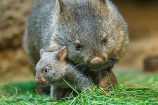 Nejdřív jen růžový čumák, teď už vylézá z vaku celý. Vombatí mládě v pražské zoo začalo objevovat svět - Novinky