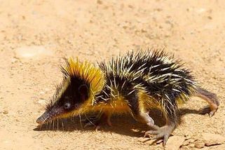 Vypadá jako ježek, ale je příbuzný slonům. Pomocí bodlin vyluzuje bodlín páskovaný zvláštní zvuky - Médium.cz