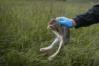 Nemoc červených očí se u zajíců v Česku potvrdila - Seznam Zprávy