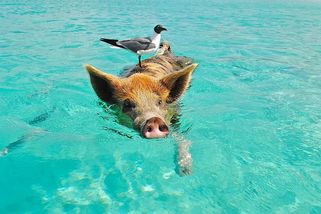 Majetná rodina nabízí mzdu 2,7 milionu korun ročně dvojici, která se jí bude starat o soukromý ostrov na Bahamách