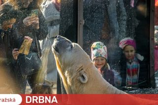 Pražská zoo končí se symbolickým vstupným pro ukrajinské ženy a děti. Od neděle zaplatí běžné vstupné