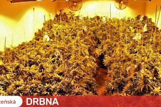 Toxi tým odhalil další nelegální pěstírnu marihuany, na sklizeň tam čekalo 200 kusů vzrostlých rostlin