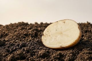 Drátovec: nenápadný škůdce, který vás potrápí