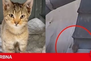 Kotě naříkalo na střeše, packu mu drtila cihla