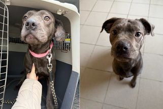 Fenka z nezvládnutého chovu v Pohořelicích našla útočiště v útulku v Lanškrouně