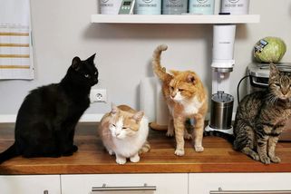 Volně pobíhající kočka po obci se může majiteli mazlíčka pěkně prodražit - Médium.cz