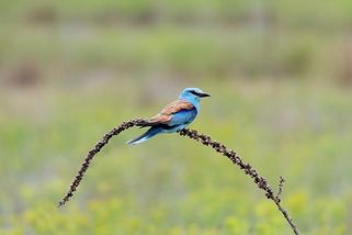 krajskelisty.cz/liberecky-kraj/27155-stat-se-chova-jako-buran-na-steroidech-komentar-stepana-chaba.htm