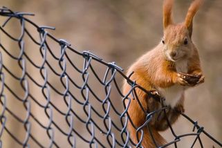 Chlupatí záškodníci. Na kolik lidstvo vyjdou škody způsobené zvířaty?