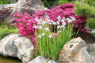 Rodinná tragédie: Roční Alžbětka se utopila v jezírku