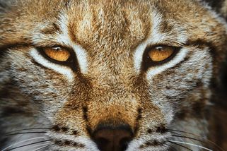 Na severu Česka se objevila vzácná šelma. Nečekané setkání se podařilo vyfotit