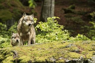 Němci chtějí povolit lov vlků, jsou prý příliš krvežízniví. EU regulaci nebrání