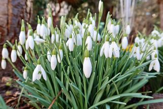 Sněženky jsou nebesky krásné a mohou být i pekelně drahé