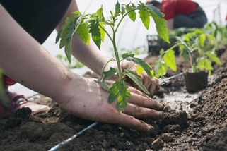 Při sázení rajčat dejte do jamky jednu lžíci a sklidíte bohatší úrodu