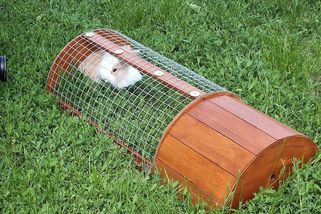 Vyvenčete své domácí králíčky a morčata