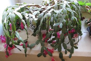 Hnojení vánočního kaktusu: Dopřejte mu živiny, které ho podpoří v kvetení a růstu nových listů