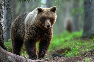 Medvědice napadla muže. Jeho syn ji po pádu ze svahu zastřelil - Echo24.cz